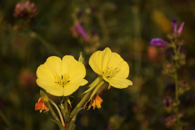 Çiçek açan çiçeklerin yakın görünümü