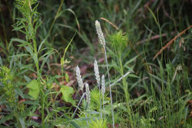Bahçedeki güzel çiçekler