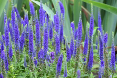 Bahçe güzel mor iris