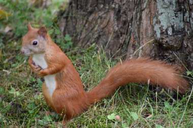 Orman arka planında kırmızı sincap