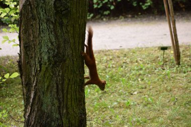 Ormandaki kırmızı sincap