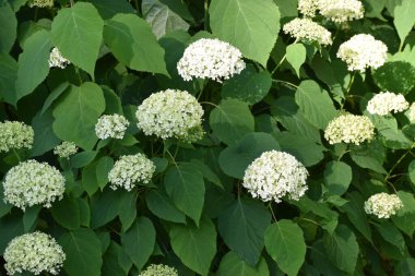 Bahçede beyaz çiçekler