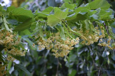 Güzel botanik fotoğrafı, doğal duvar kağıdı.