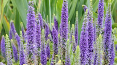 Bahçedeki güzel çiçekler