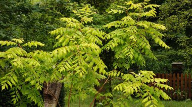 bir ağacın yeşil yaprakları