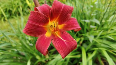 Bahçedeki kırmızı çiçek