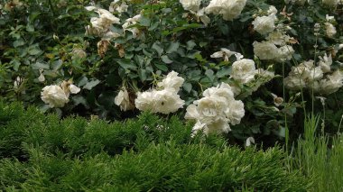 Bahçedeki güzel çiçekler