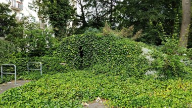 Bahçede yeşil sarmaşık yaprakları