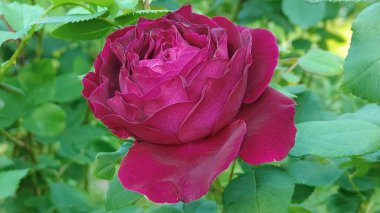 Bahçedeki kırmızı güller