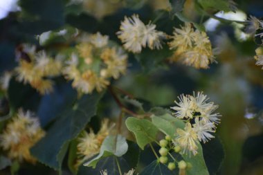 Güzel botanik fotoğrafı, doğal duvar kağıdı.