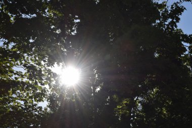 Güzel botanik fotoğrafı, doğal duvar kağıdı.