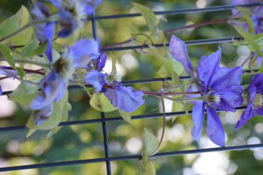 mavi çiçekler ve yapraklar