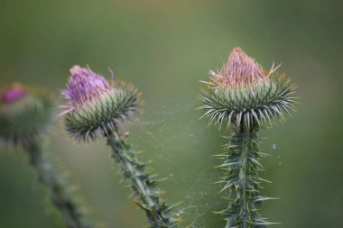 Bahçedeki bir çiçeğe yaklaş
