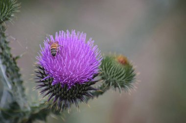 close - up view of beautiful blooming flowers
