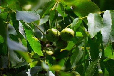 Ağaçtaki yeşil yapraklar