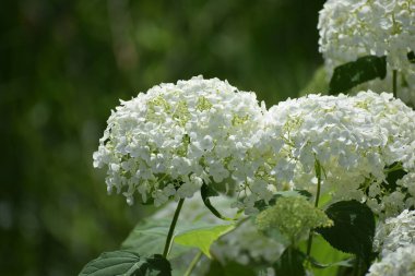 Bahçede beyaz çiçekler