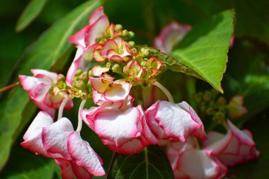 Bahçedeki güzel çiçekler