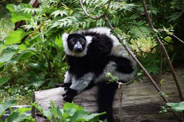siyah - kuyruklu lemur (lemur piatta )