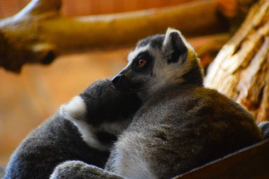 Tatlı ve komik bir bebek lemur.