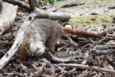 Kızıl sincap parktaki fındığı yiyor.