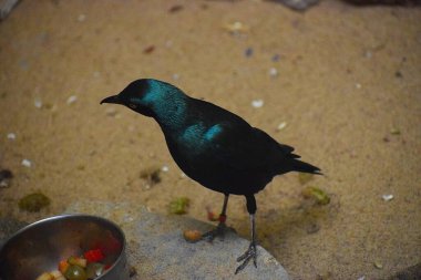 Hayvanat bahçesinde bir kuş