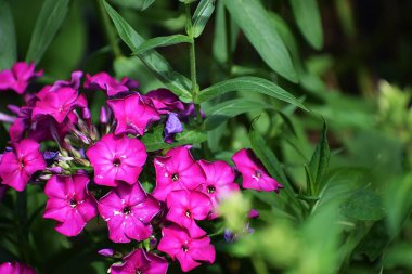 Bahçedeki güzel çiçekler