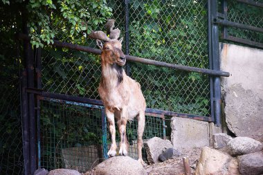 Hayvanat bahçesinde keçi