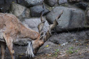 Güneş ışığının altındaki bir tarlada sevimli kahverengi bir geyiğin yakın çekimi.