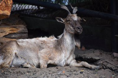 Keçi küçük bir keçi..