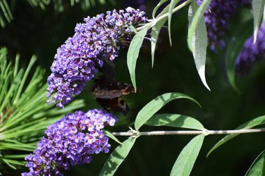 Lavanta üzerinde kelebek