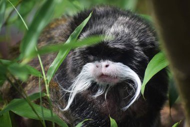 Beyaz bir maymunun yakın plan fotoğrafı.