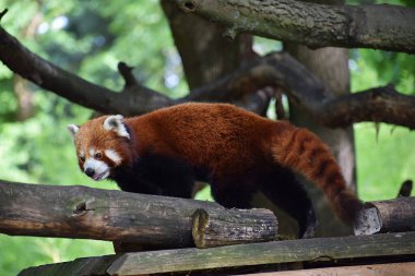 Ormandaki kırmızı panda