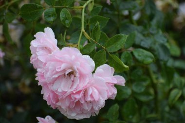 Bahçedeki güzel pembe güller