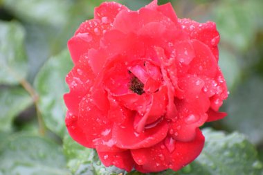 Kırmızı gül görünümünü kapat