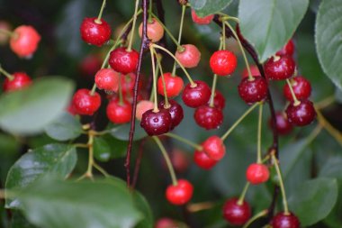 Bahçedeki kırmızı meyveler