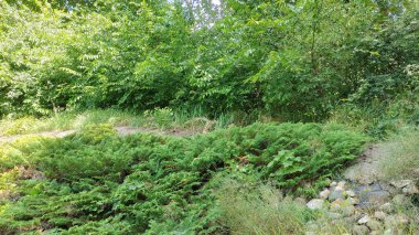 Parktaki manzara çok güzel.