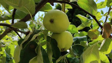 Ağaçtaki yeşil elmalar