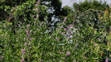 Bahçedeki güzel çiçekler