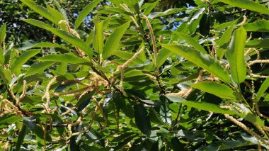 Bahçedeki yeşil bitki