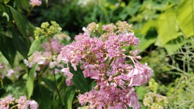 Bahçedeki pembe çiçekler