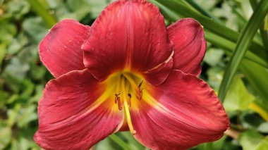 Bahçedeki güzel kırmızı lale