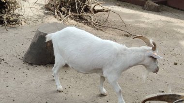 Çiftlikteki keçiler