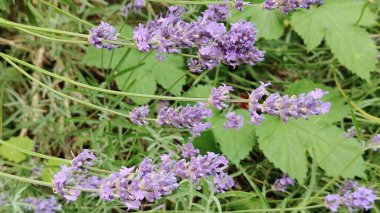 Bahçedeki güzel çiçekler