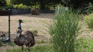 Hayvanat bahçesinde devekuşu.