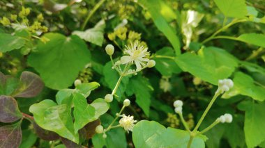 Güzel botanik fotoğrafı, doğal duvar kağıdı.