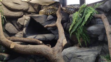 Hayvanat bahçesinde büyük bir ağaç