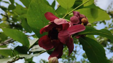 Bahçedeki güzel çiçek