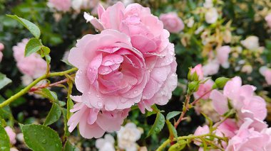 Bahçedeki güzel güller