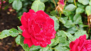 Bahçedeki güzel kırmızı gül