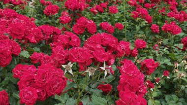 Bahçedeki kırmızı güller
